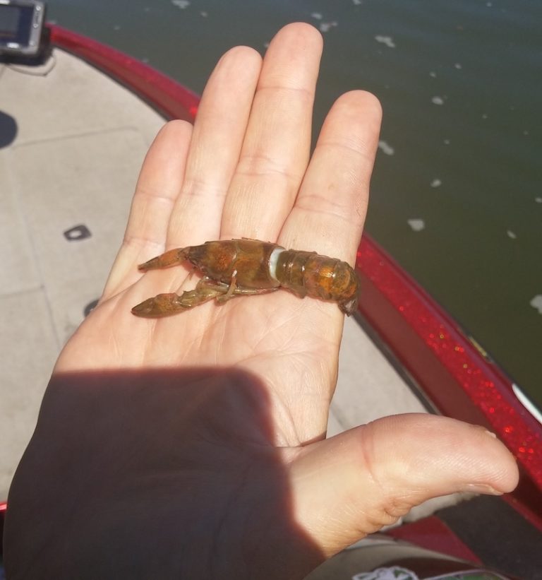 The “Match the Hatch” theory explained By Ben Hudson July 8,2017