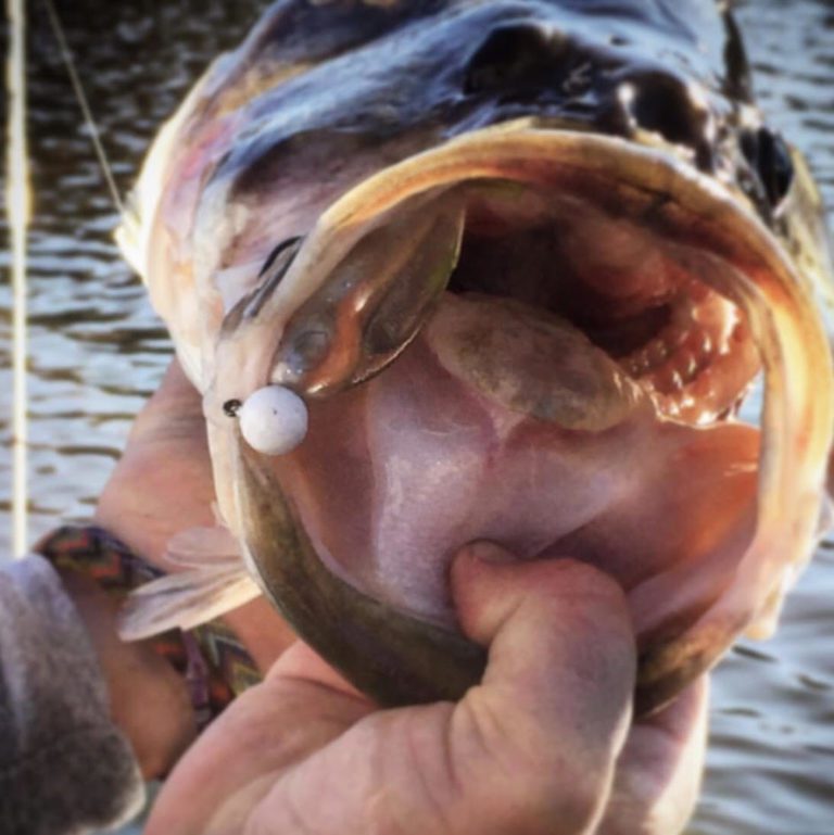 The all new C-Shad from Doomsday Tackle  Review by Steve Slayton