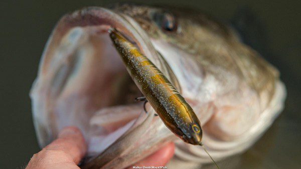 Lucky Craft Sammy Review Walker SmithEditor