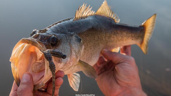 Damiki Finesse Miki Review by Walker Smith