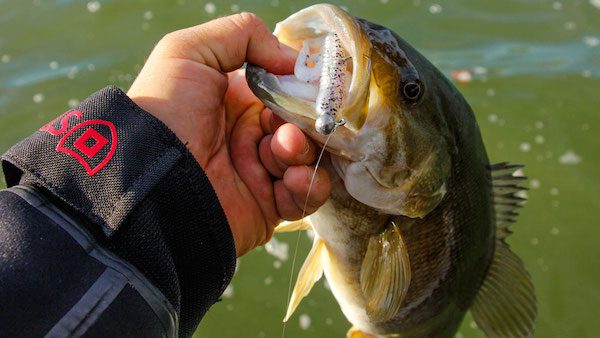 Gene Larew Rally Grub Review Walker Smith