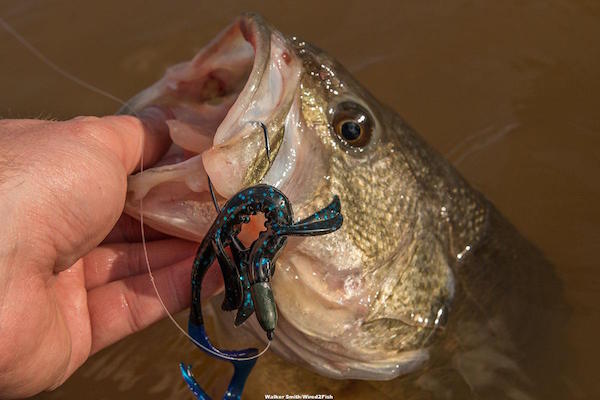 Berkley Havoc Boss Dog Review by Walker Smith