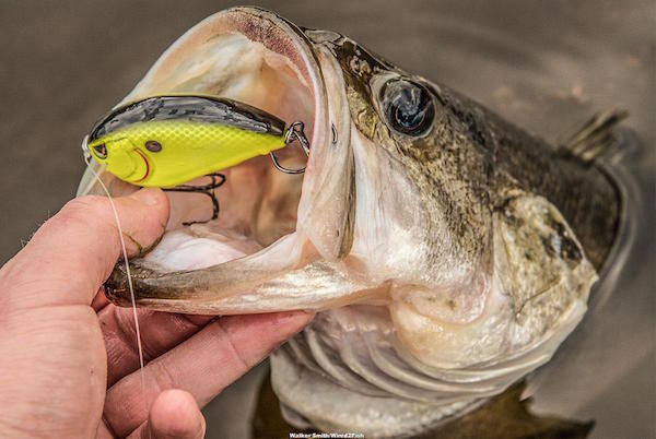 SPRO Fat John 60 Crankbait Review by Walker Smith