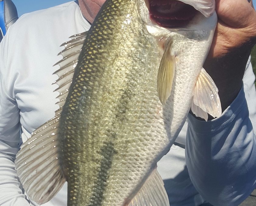 Smith Mountain Lake July 2018 Fishing Report By Captain Dale Wilson