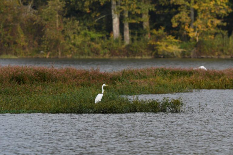 Bassmaster Elite Series May Benefit From Perfect Timing At Neely Henry Lake