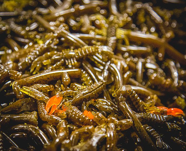 Why you need to be fishing Z-Man’s® remarkable ElaZtech® softbaits
