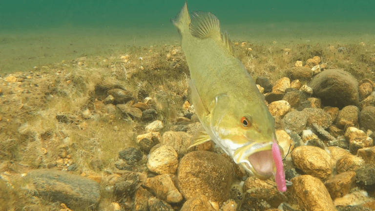 Neko Rigging Early Season! (CATCH MORE FISH) External  by Fresh Baitz