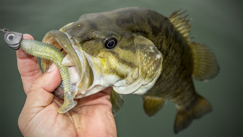 Why to Go Big with Small Swimbaits for Winter Bass Fishing By