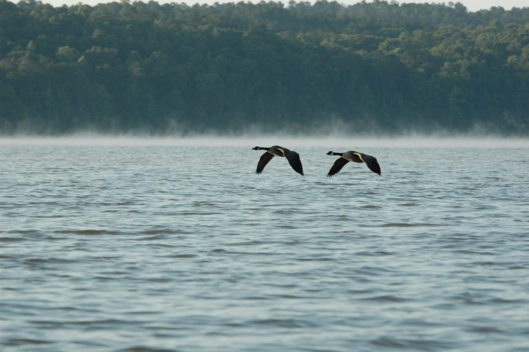 Bassmaster Elite Series Resuming Schedule On Historic Lake Eufaula