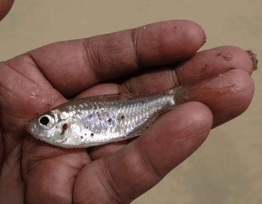 Using Baitfish Activity To Find More Fish – MTB