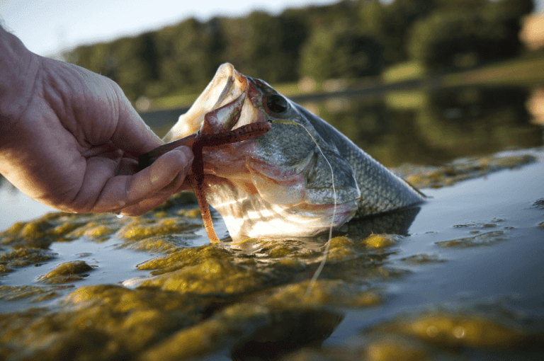 Useful Bass Fishing Tips for Professionals & New Anglers