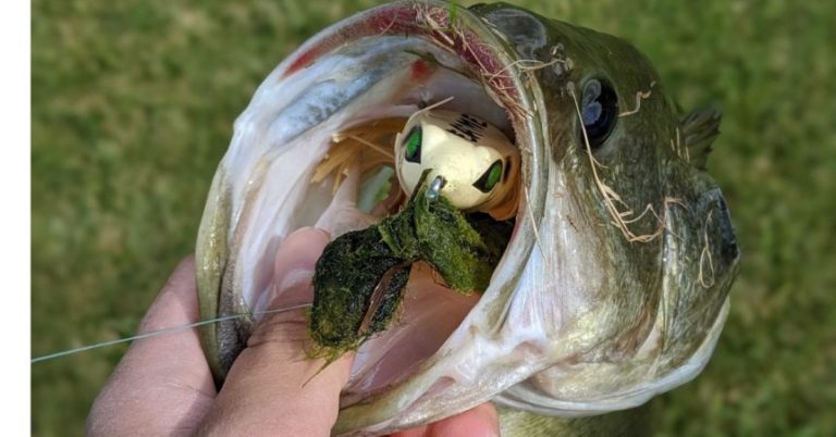 The Secrets To Landing A Bass Without A Net – MTB