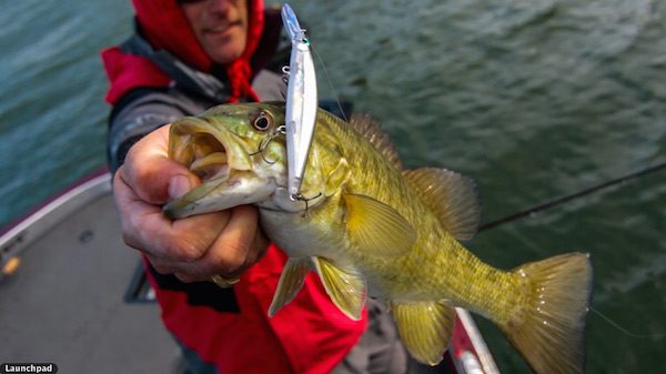 Rapala Shadow Rap Review Jason Sealock