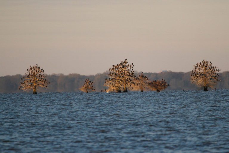 Spring’s Fluctuations Present Challenges For Bassmaster Open On Ross Barnett