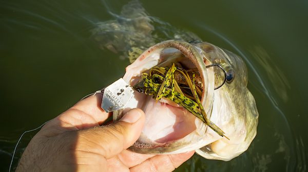 Z-Man Chatterbait Freedom Review by Jason Sealock
