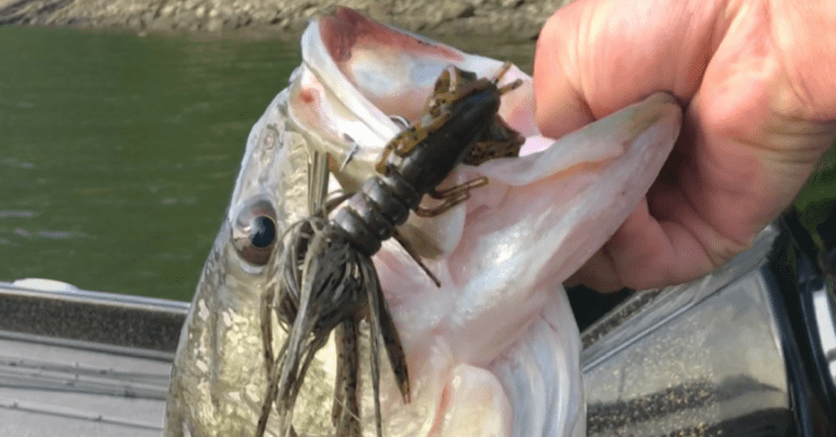 Fishing Shallow And Deep For Hot Water Bass – MTB