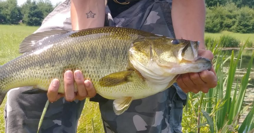 How To Fish A French Fry Bait: Catch Big Ones With This Little Bass Snack – MTB