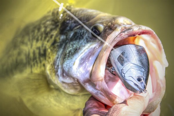 DUO Realis Onimasu Glide Bait Review Jason Sealock June 16,2016