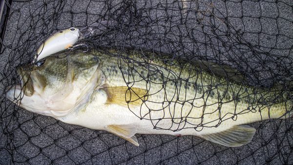 DUO Realis G87 20A Crankbait Review by Jason Sealock August 22,2016