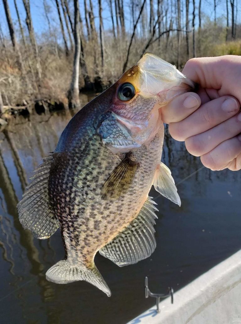 Smith Mountain Lake May 2019 Fishing Report by Captain Dale Wilson