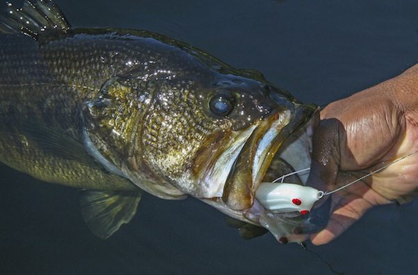 Catch Bass in More Places with Topwater Frogs By David A. Brown & Ish Monroe