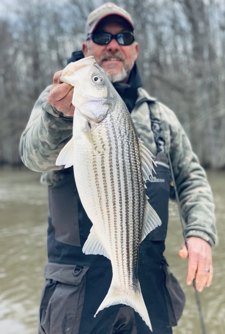 January Albermarle Sound Fishing Report by Capt. Scooter Lilley