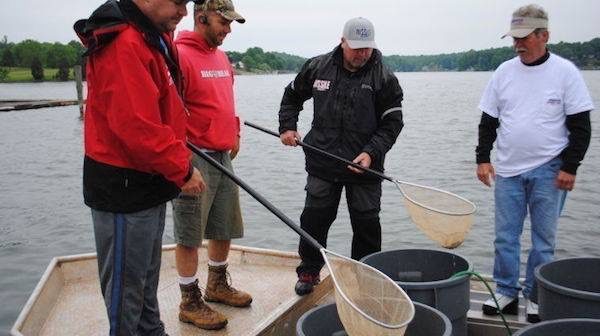 Stocking of the F1 Tiger Bass on Smith Mountain Lake