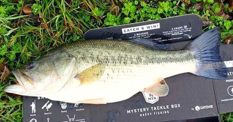 Gin Clear Vs Chocolate Milk: How To Fish Both Water Types All Summer Long – MTB