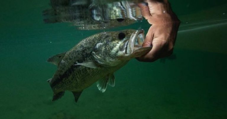 Northern Strain Bass Vs. Florida Strain Bass: What’s The Difference? – MTB