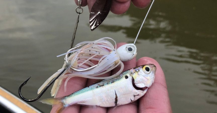 5 Reasons Spinnerbaits Crush Bass In The Fall  by MTB