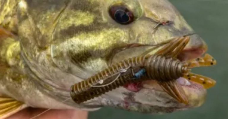 2 Minutes Straight From A Super Saucy Smallmouth Lure – MTB