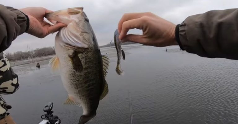 Lake Fork Guy Just Posted A Really Good Video On Fishing Soft Plastic Swimbaits