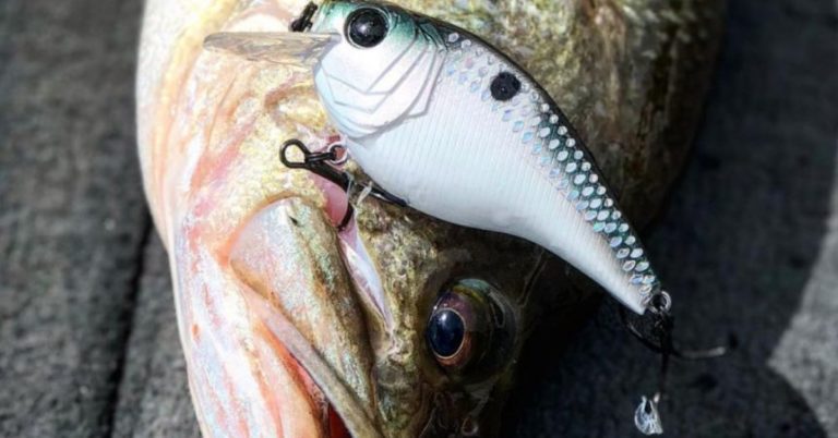 Using Searchbaits To Cover Water And Catch More Fish – MTB