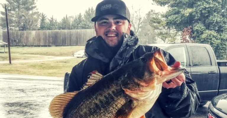 14 Pound Bass Caught From The Tennesee River