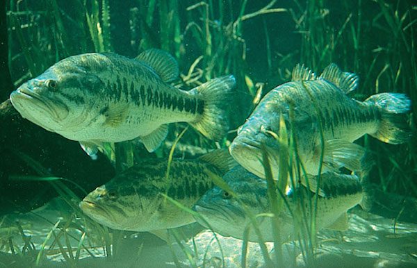 SML Tiger Bass Project Tournament – October 17th 0215