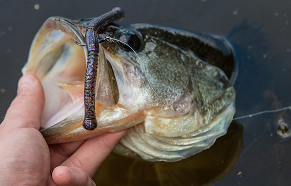 Berkley Havoc Money Maker Review by: Walker Smith