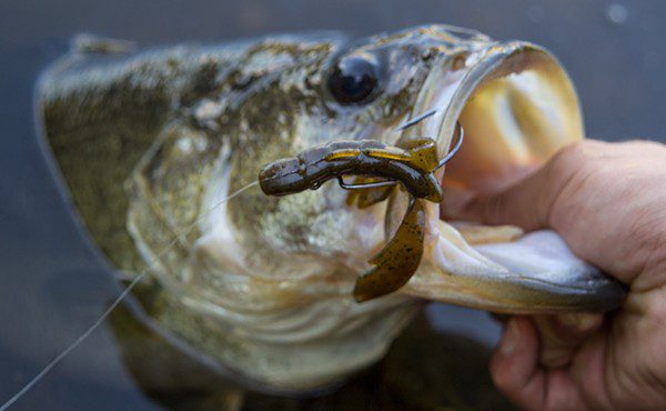 Berkley Powerbait Chigger Craw Review by: Walker Smith