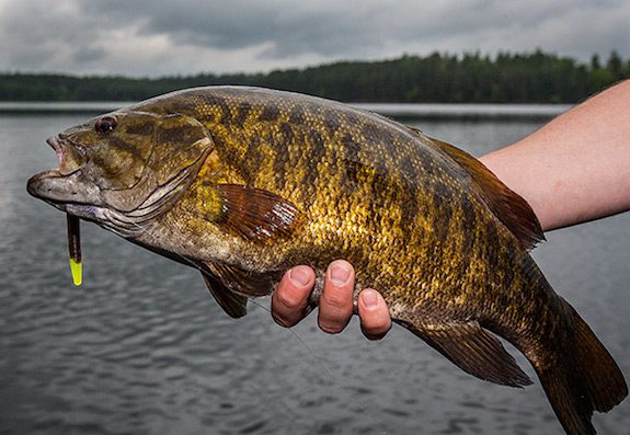 A Guide to Bass Fishing Soft Plastics  by: Jason Sealock