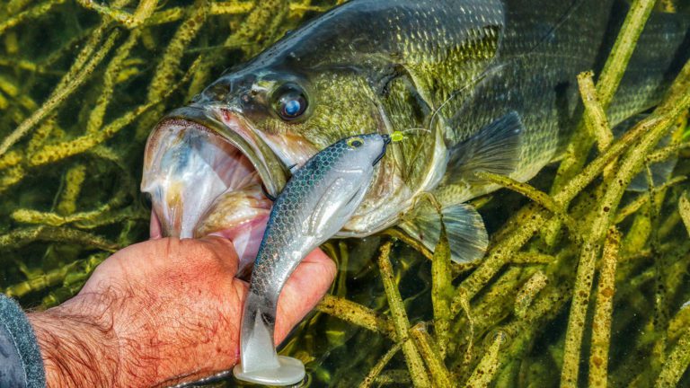 How Michael Neal Chooses Swimbaits for Bass Fishing By David A Brown