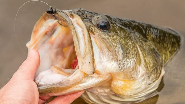 Buckeye Flick-It Review Walker Smith August 2,2016