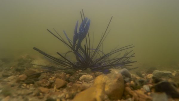 Rich Lau Chief Craw Review by  Jason Sealock August 18,2016