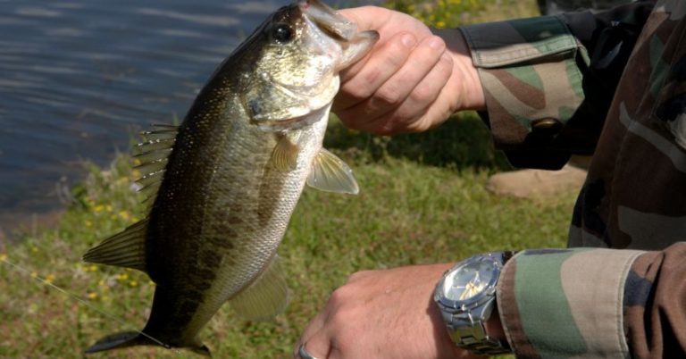 How To Catch Bass In Cold, Murky Water – MTB