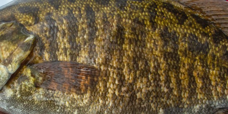 Bass Pro Tour Anglers Will Participate in Smallmouth Study at CarParts.com Stage Seven at Lake St. Clair Presented by Covercraft