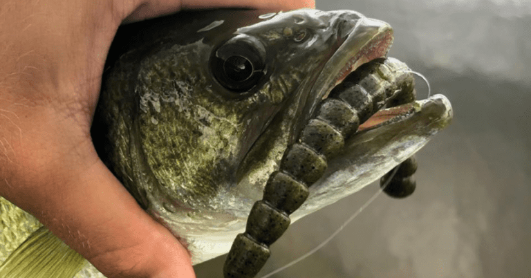 5 Baits You Need For Lake Okeechobee Summer Fishing!  – MTB