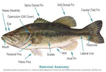 A biologist’s look at bass senses, part 2ia