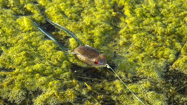 7 Best Frog Tips for Fishing Matted Grass for Largemouth Bass by  David A. Brown August 24,2016