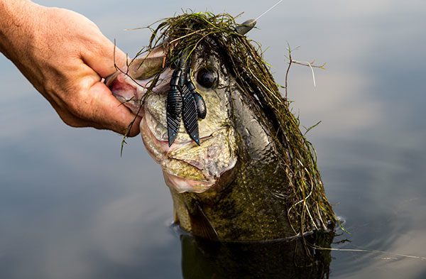 Yamamoto Large Flappin’ Hog Review by: Walker Smith