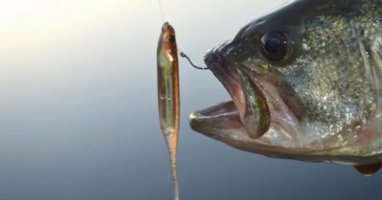 4 Ways To Perfectly Imitate Fleeing Baitfish – MTB