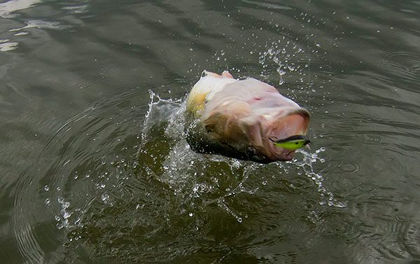 6 Easy Crankbait Modifications that Catch More Bass by: Walker Smith