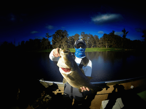 Wild Shiners for Trophy Largemouth Bass – Fishidy.com